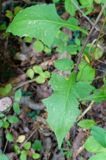 Lactuca floridana - leaves