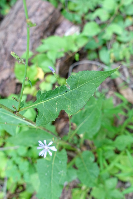 Lactuca floridana - leaves