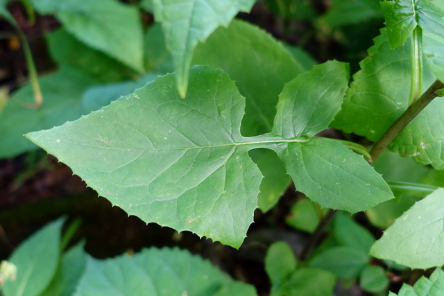 Lactuca floridana - leaves