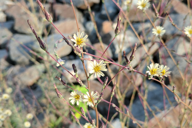 Lactuca saligna