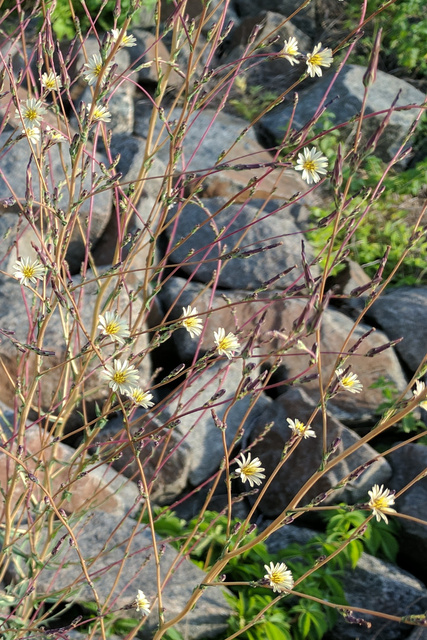 Lactuca saligna