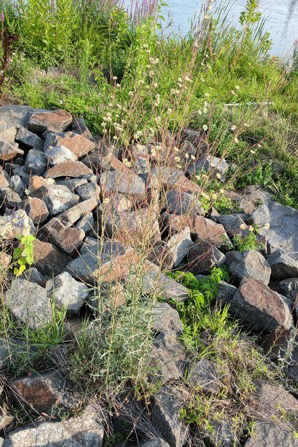 Lactuca saligna - plant