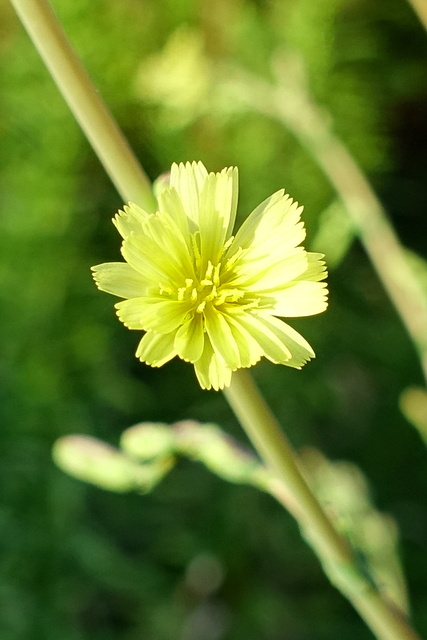 Lactuca serriola