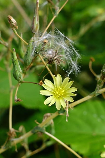 Lactuca serriola