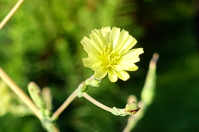 Lactuca serriola