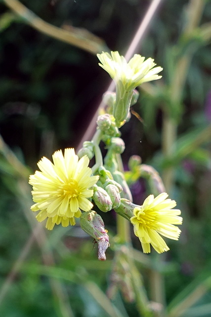 Lactuca serriola