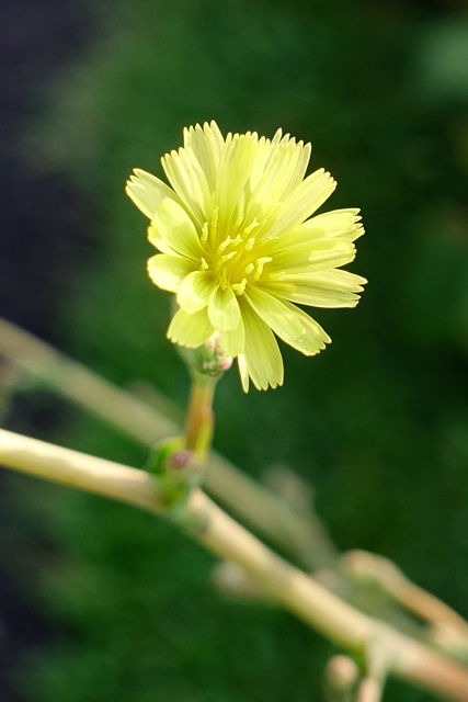 Lactuca serriola