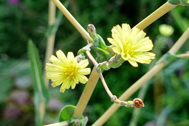 Lactuca serriola