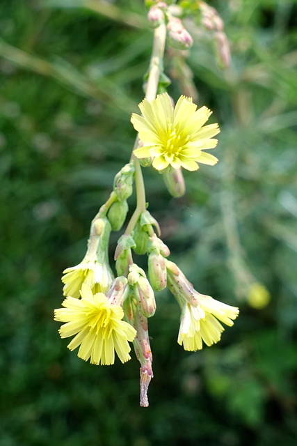 Lactuca serriola