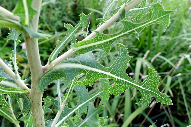 Lactuca serriola - leaves