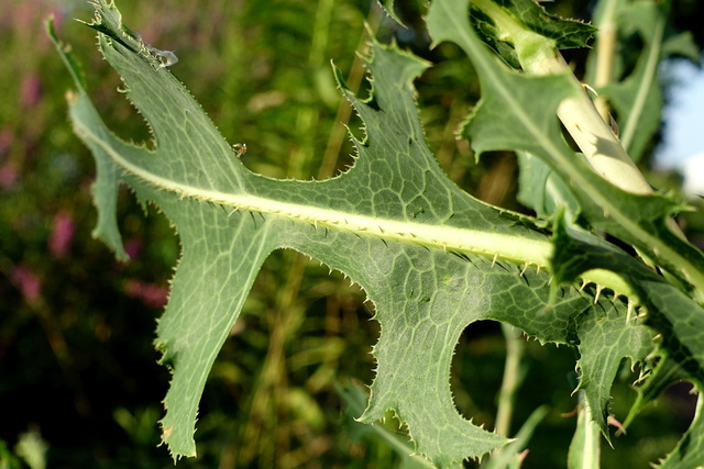 Lactuca serriola - leaves