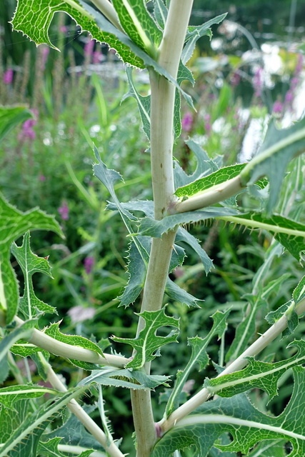 Lactuca serriola - stem