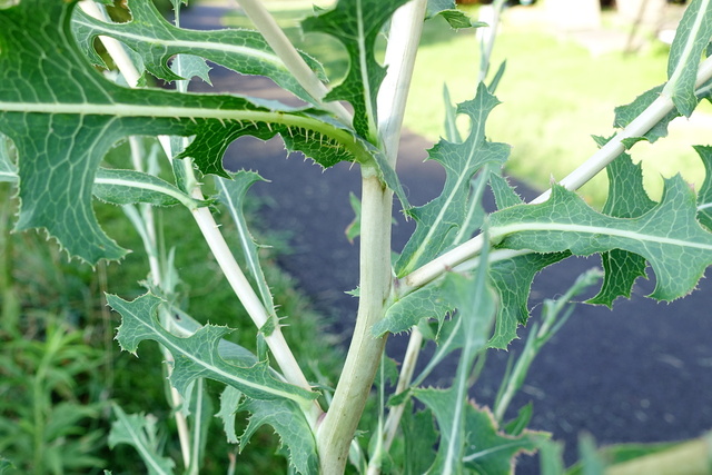 Lactuca serriola - stem