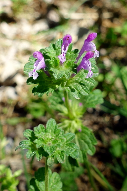 Lamium amplexicaule