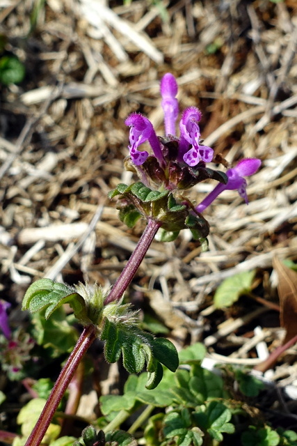 Lamium amplexicaule