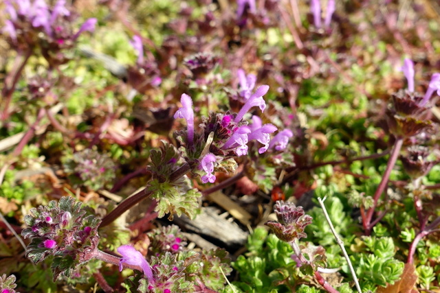 Lamium amplexicaule