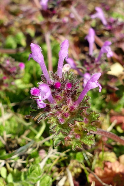 Lamium amplexicaule