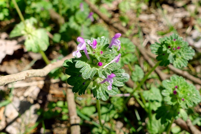 Lamium amplexicaule