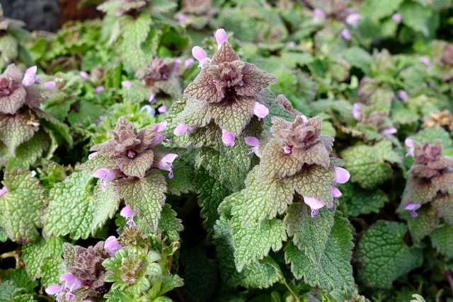 Lamium purpureum