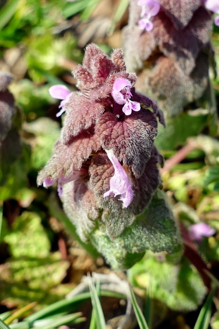 Lamium purpureum