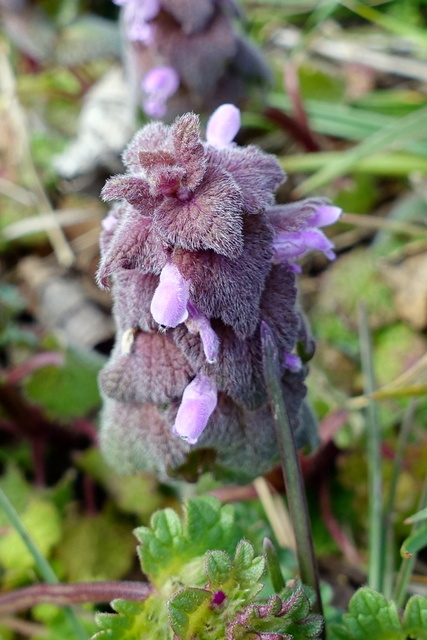 Lamium purpureum