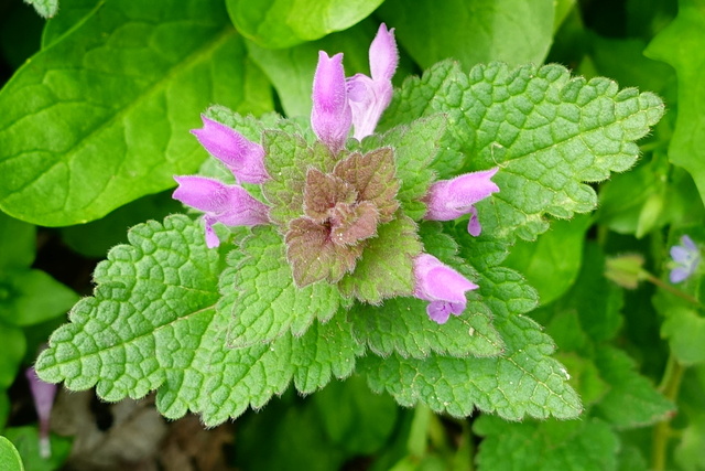 Lamium purpureum