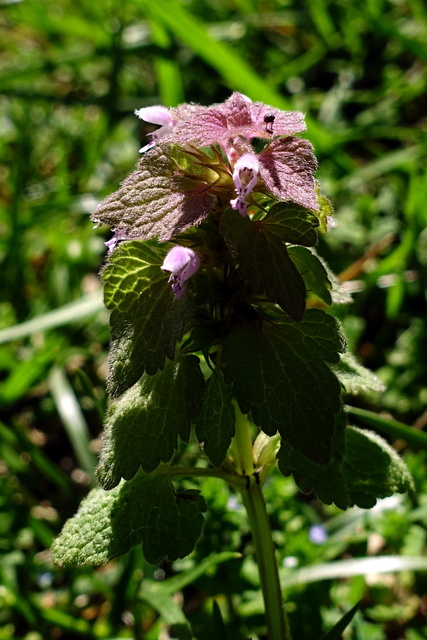 Lamium purpureum