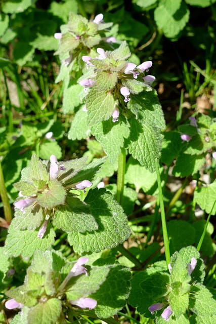 Lamium purpureum