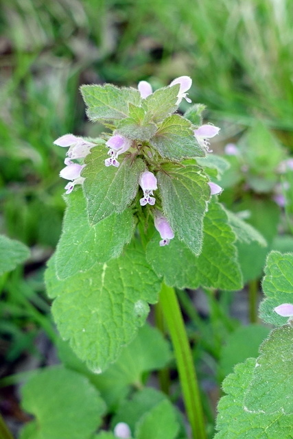 Lamium purpureum