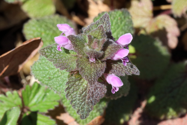 Lamium purpureum