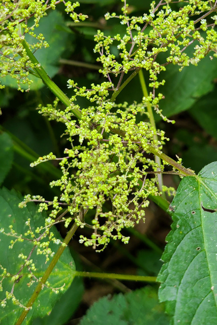 Laportea canadensis