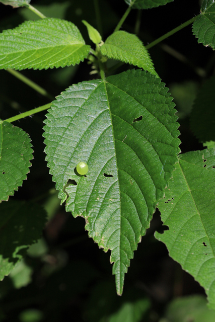 Laportea canadensis - leaves