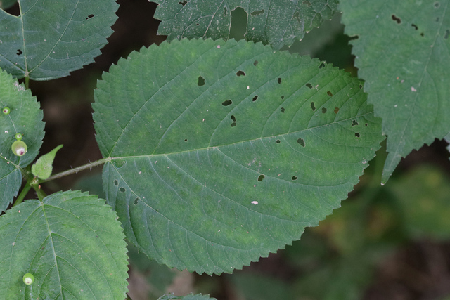 Laportea canadensis - leaves