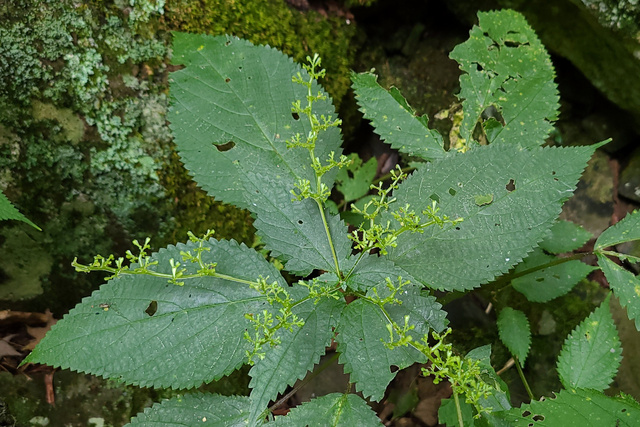 Laportea canadensis - plant