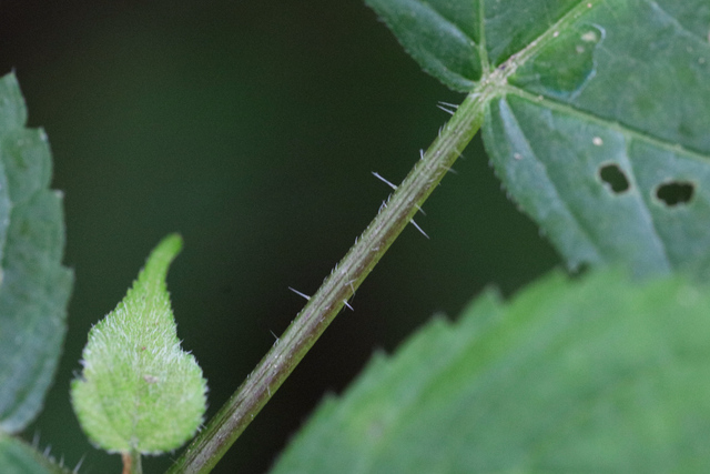 Laportea canadensis - stem