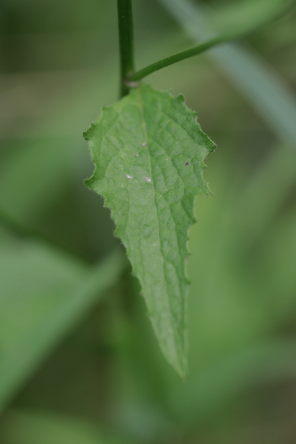Lapsana communis - leaves