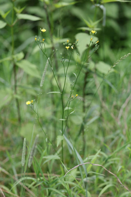 Lapsana communis - plant