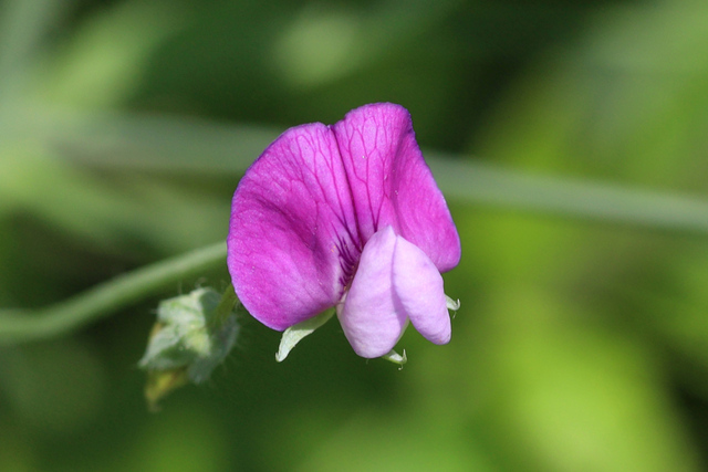 Lathyrus hirsutus