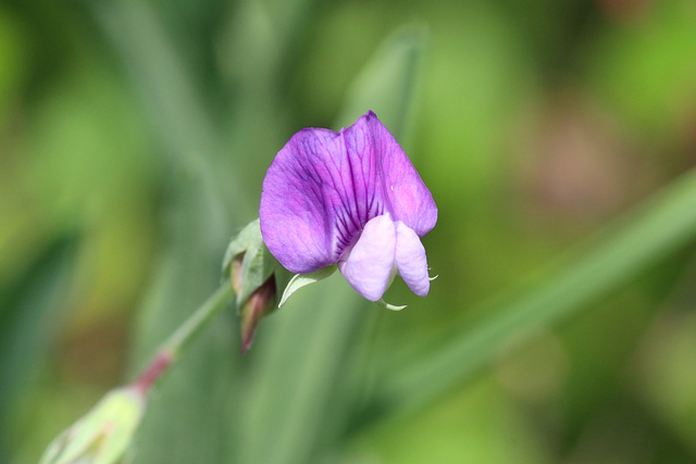 Lathyrus hirsutus