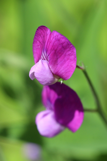 Lathyrus hirsutus