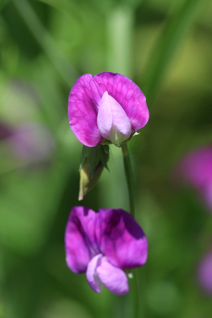 Lathyrus hirsutus