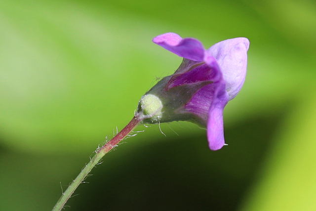 Lathyrus hirsutus