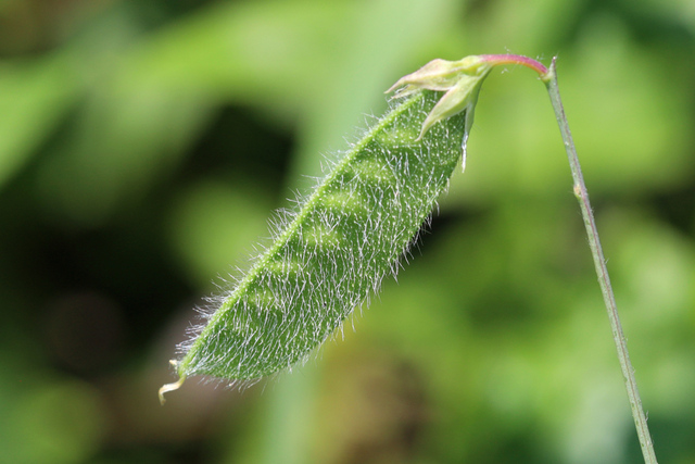 Lathyrus hirsutus - fruit