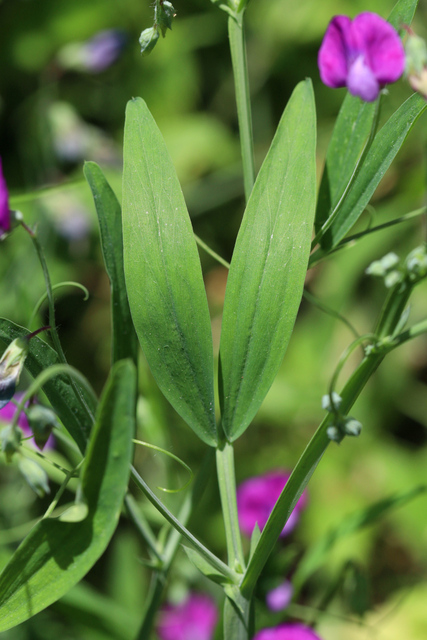 Lathyrus hirsutus - leaves