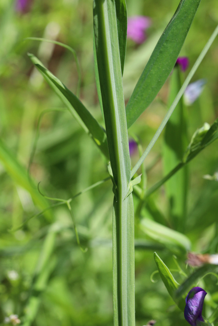 Lathyrus hirsutus - stem