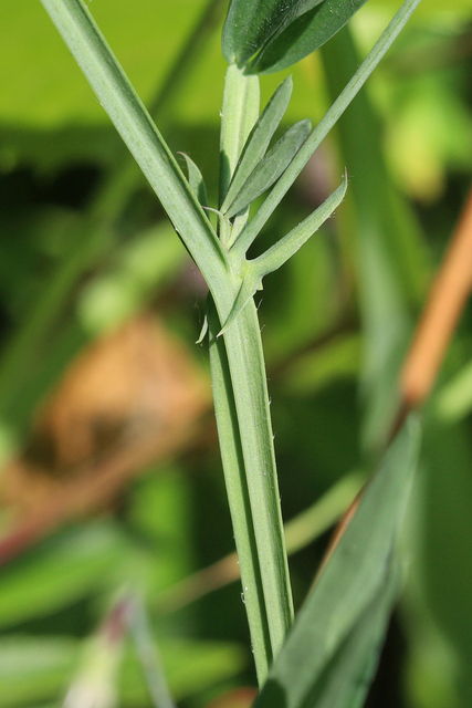 Lathyrus hirsutus - stem