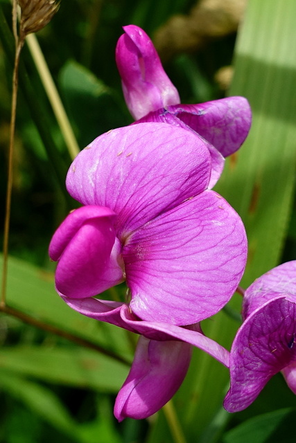 Lathyrus latifolius