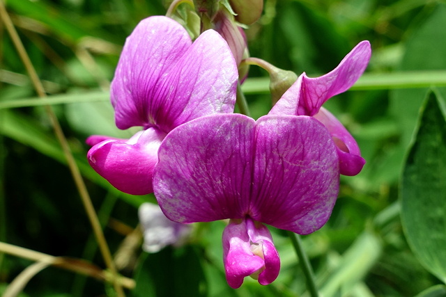 Lathyrus latifolius