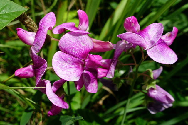 Lathyrus latifolius