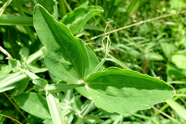 Lathyrus latifolius - leaves